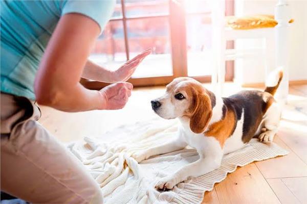 صورة موضوعية