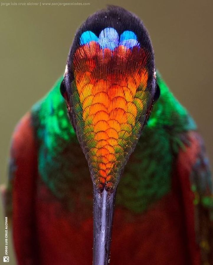 الصورة :