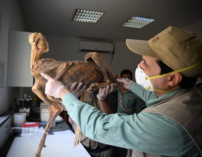 العثور على 17 جثة لحيوان الفهد المنقرض منذ 50 سنة محفوظة في أحد الكهوف شمال المملكة • صحيفة المرصد