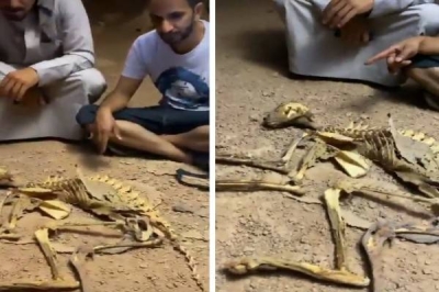 بعد إنكار دورهم..  قرار مفاجئ من الحياة الفطرية بشأن مكتشفي "الفهد الصياد"-فيديو   