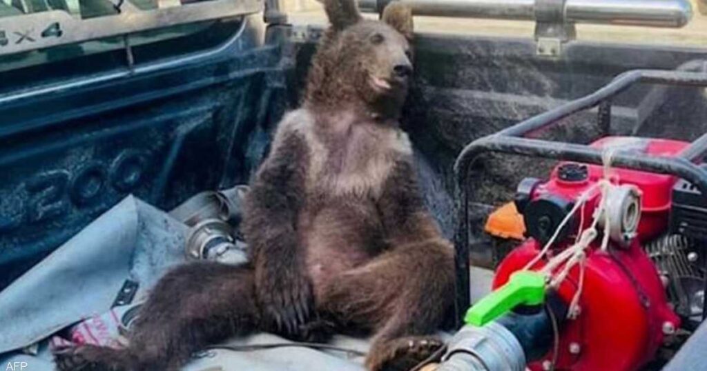 بعد تناول عسل مخدر.. دب في حالة "هلوسة" وفيديو للواقعة