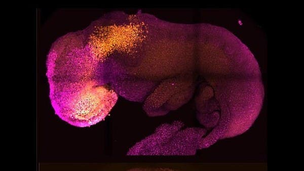 بنجاح.. نمو دماغ وقلب نابض لجنين فأر اصطناعي لأول مرة