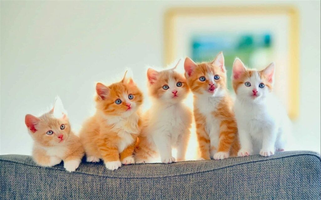 الإمارات نيوز