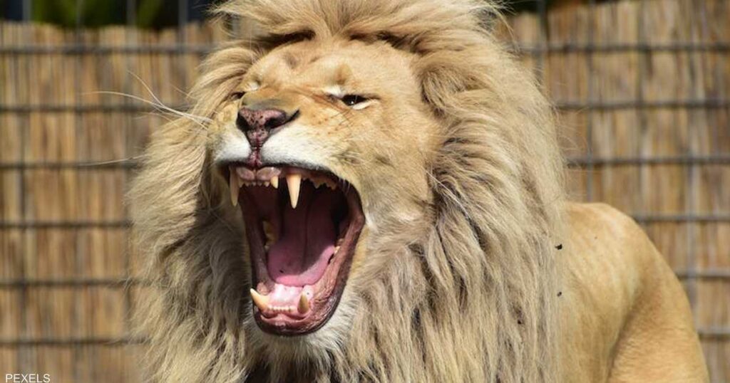 دفاعا عن شبله.. أسد يقتل رجلا ويلتهمه في غانا