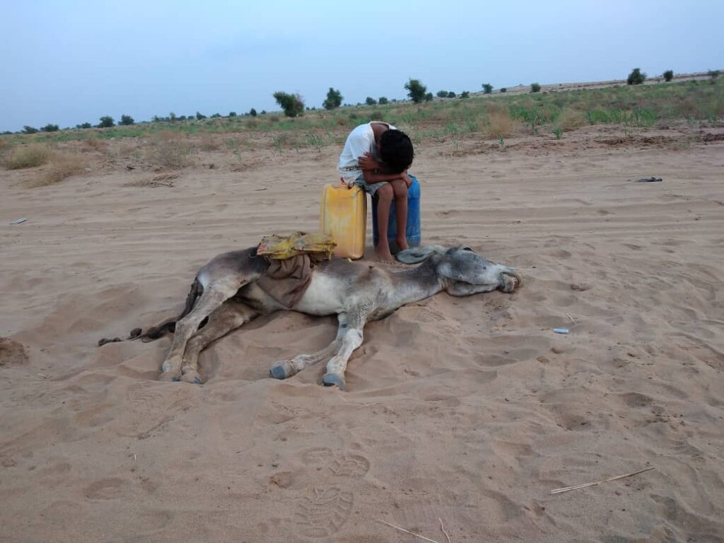 طفل يبكي جانب حمار "نفق عطشا" في المغرب.. ما حقيقة الصورة؟