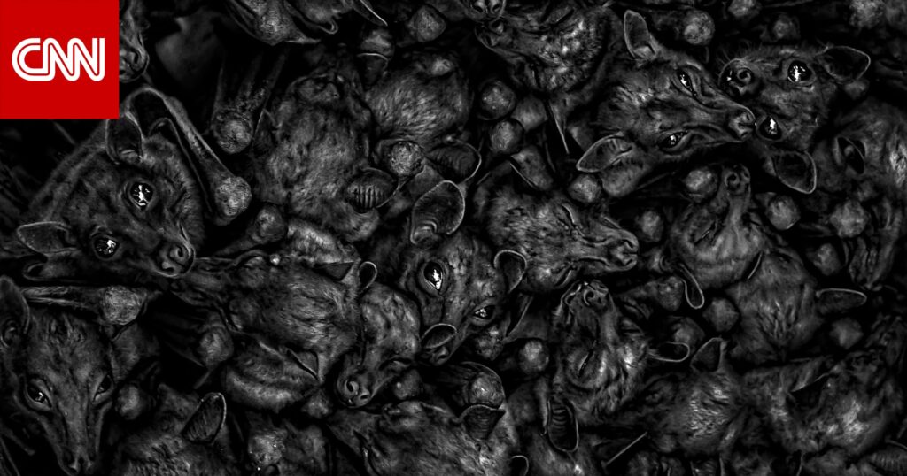 كأنها مشهد من فيلم رعب.. كيف تمكّن مصوّر سعودي من التقاط صورة خفافيش تقشعرّ لها الأبدان؟