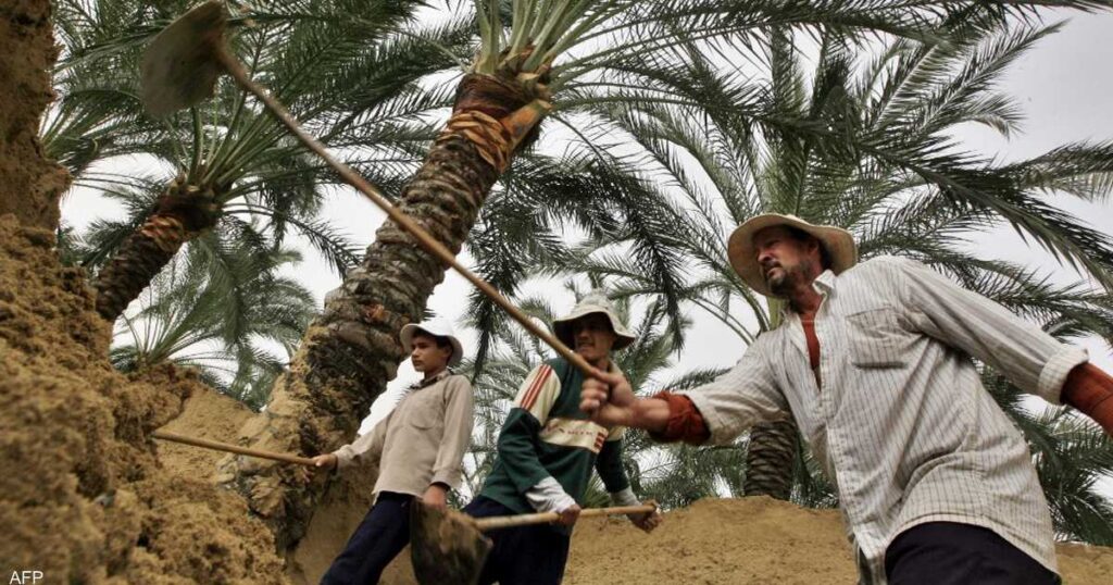 مبادرة مصرية لإنعاش الرئة الخضراء.. والهدف 100 مليون شجرة