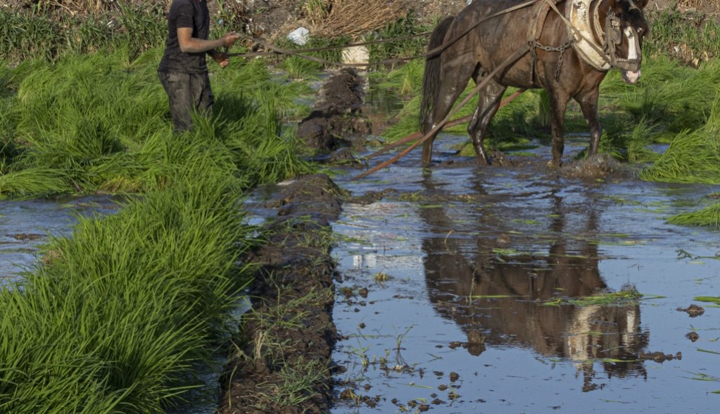 الأشقاء الأربعة كانوا يسقون أرضهم (صورة تعبيرية)