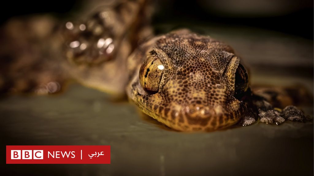 البرص المصري: لماذا اتهم بغزو وتهديد الأمن البيئي الإسرائيلي؟ وكيف ردت وزارة الزراعة المصرية؟