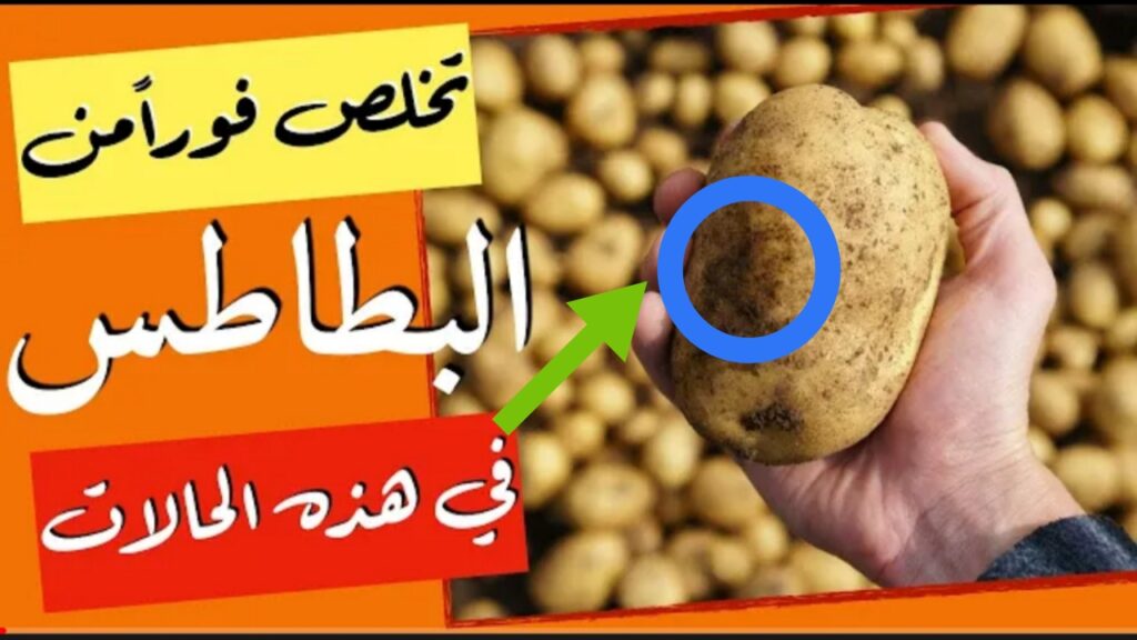 "تحذير من الصحة".. علامات إذا ظهرت على البطاطس تخلص منها فوراً تؤدي للتسمم واضرار جسيمة