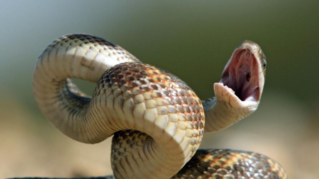 الصورة: