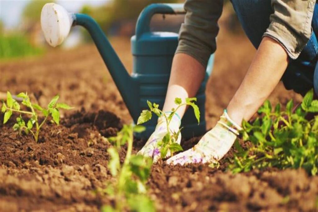 دراسة توضح فوائد الزراعة على الصحة النفسية والبدنية
