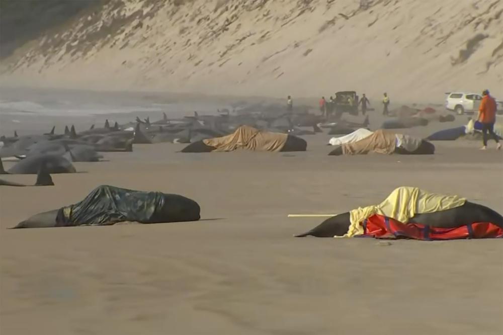 سباق مع الزمن لإنقاذ حيتان عالقة على شواطئ أستراليا