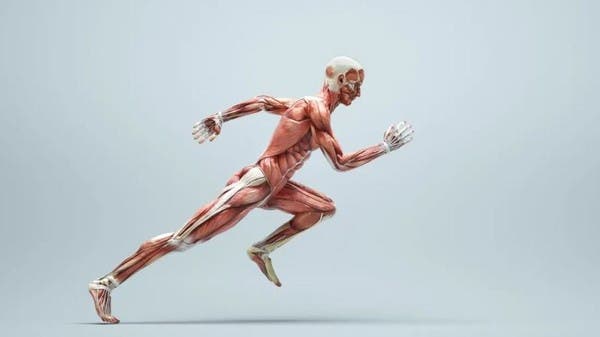 طرق لعكس مسار شيخوخة العضلات.. لكن لأجل مسمى