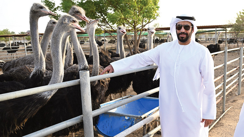 يعتزم فهد الكتبي افتتاح مركز تعليمي يعمل من خلاله على تقديم كل المعلومات للصغار عن فوائد النعام وأساليب تربيته.    تصوير: نجيب محمد
