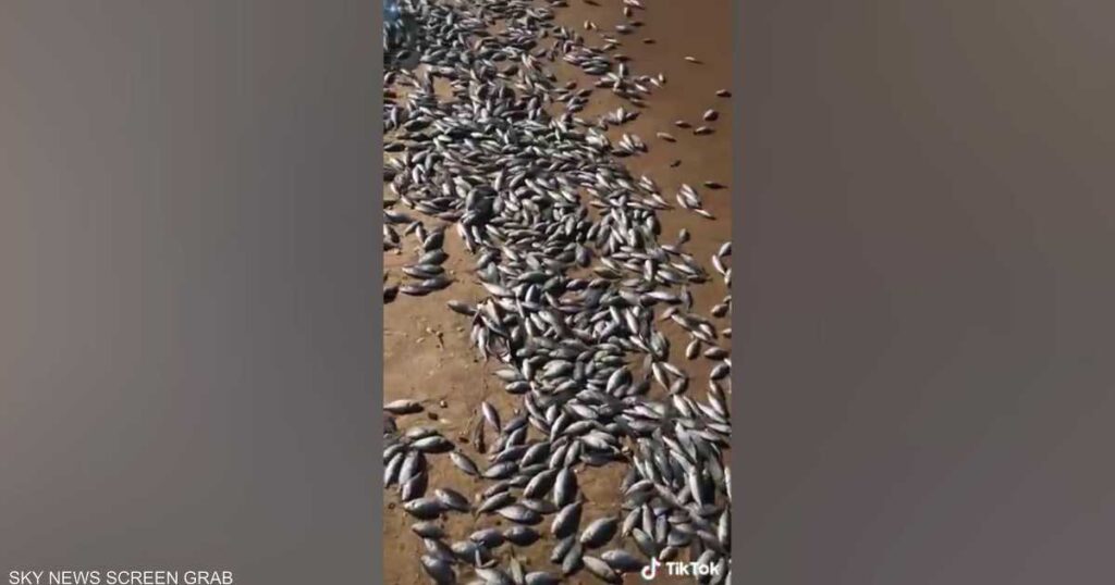 فيديو.. نفوق آلاف الأسماك على شواطئ بيروت
