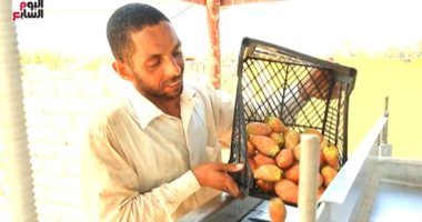 لأول مرة فى مصر التين الشوكى من غير شوك.. مزرعة بحجم إمبابة لفاكهة البسطاء