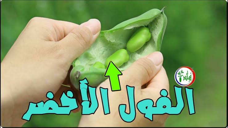 "مش هتتوقع فوائده" .. فوائد الفول الأخضر عديدة لما تعرفها مش هتبطل تناوله كل يوم