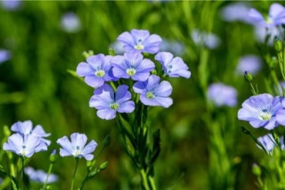 نبتة شهيرة تخفض الكوليسترول وتوقف انسداد الشرايين وتحمي من أمراض القلب 