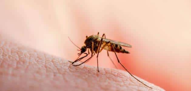لدغات البعوض