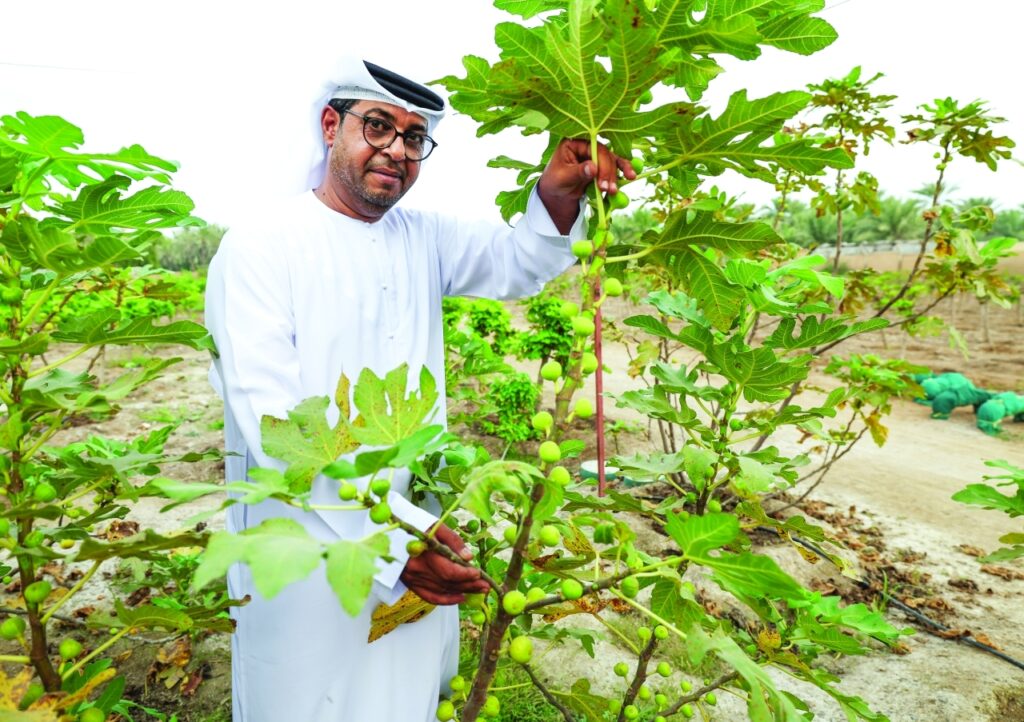 الصورة :