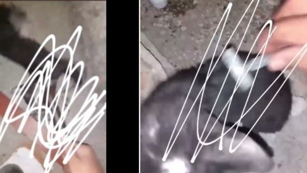 السعودية.. مطالبات بالقبض على "فهد" معذِّب القطط