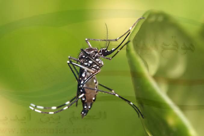 الصحة العمانية تحذر من بعوضة مصرية تنتشر في هذا التوقيت