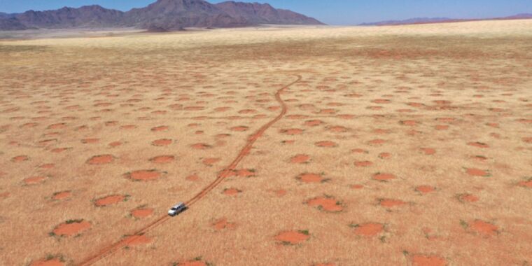 تكوين دوائر خرافية في ناميبيا ليس بسبب النمل الأبيض