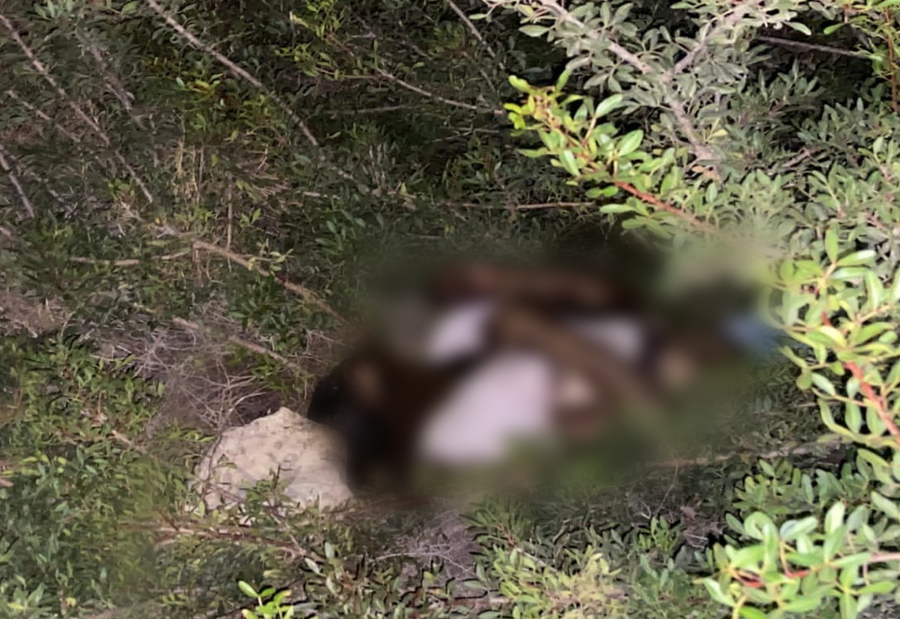 شخص صغير في العمر تعرض لضربة على الرأس ونحو سبع طلقات في جسده ويجري التأكد ما اذا كانت تعود لشحادة رجب