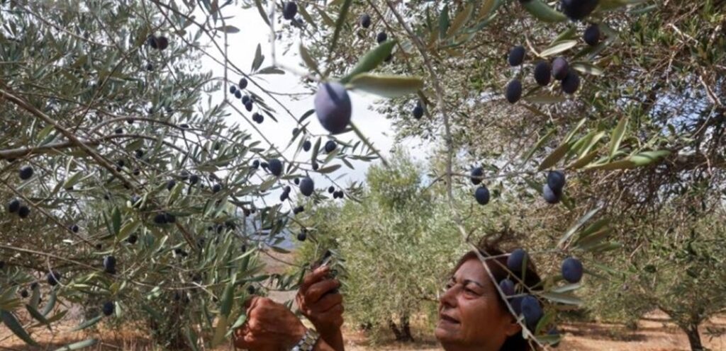 غش وتهريب... سعر زيت الزيتون نار!