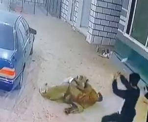 أخبار 24 | شاب يتعرض لهجوم مباغت من حيوان مفترس داخل إحدى الاستراحات