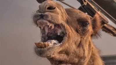 تفاصيل تعرض شاب لعضة بليغة في العنق من جمل بالقصيم .. والكشف عن حالته الصحية