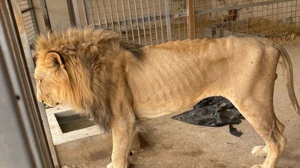  تفاصيل ضبط 4 أسود نادرة في استراحة خاصة بمنطقة ⁧‫القصيم
