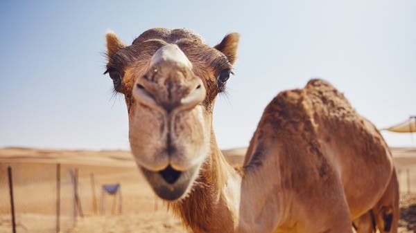 شاهد جملا هاربا على طريق سريع بالسعودية