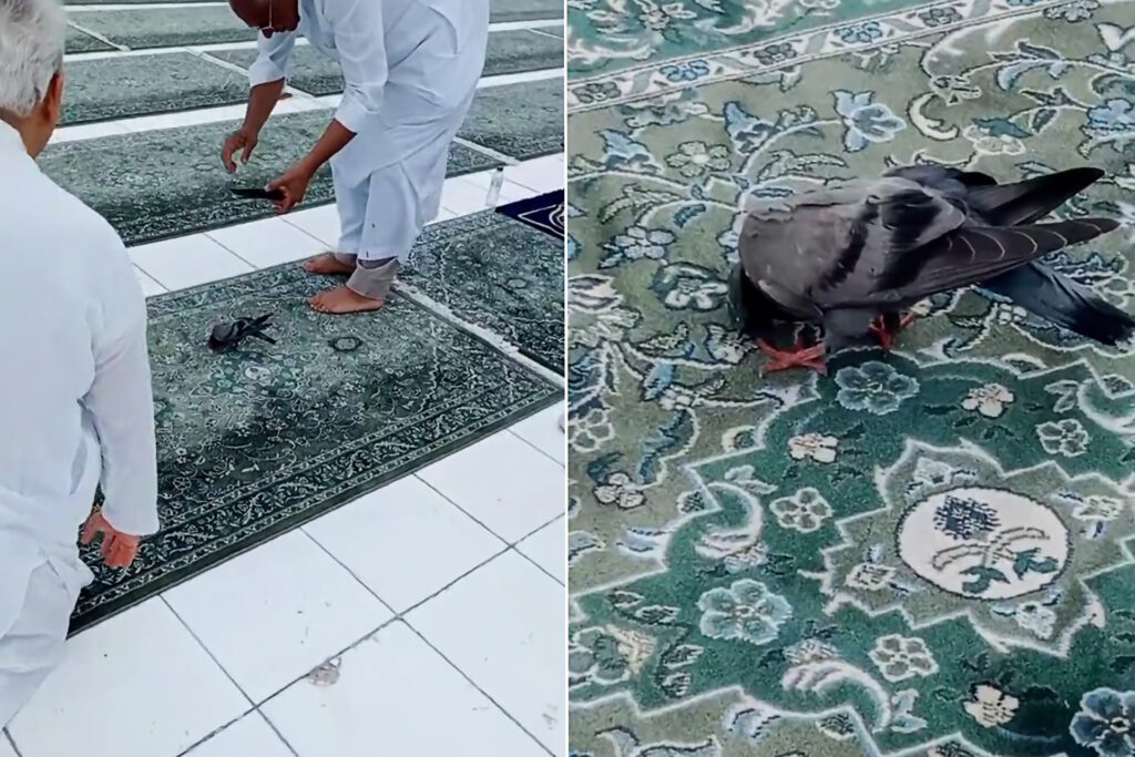 فيديو "حمامة الحرم المكي" يحقق 18 مليون مشاهدة | أخبار منوعات