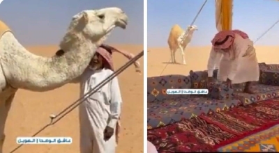 مالك الإبل "محماس المطيري" يعتذر من ناقته.. " لو ذكرتك أجيب اللي أنت تبين" • صحيفة المرصد