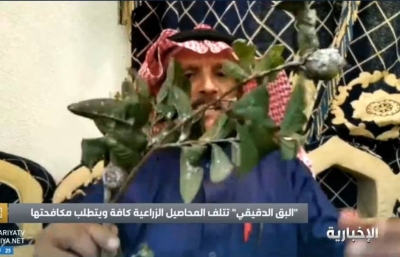 مختص يكشف أسباب انتشار "البق الدقيقي" في المملكة وطرق القضاء عليه • صحيفة المرصد