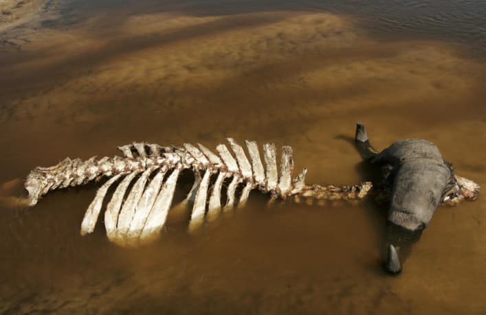 انقراض الحيوانات