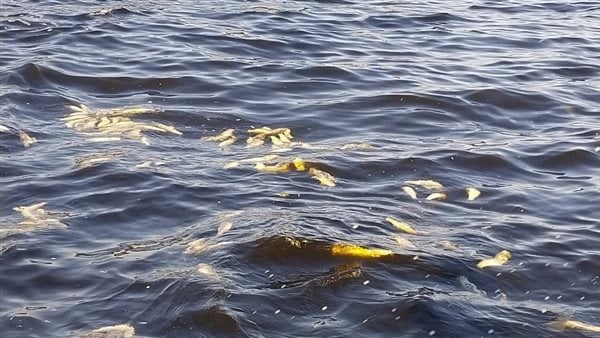 نفوق أسماك في بحر الإسكندرية.. والسبب مفاجأة